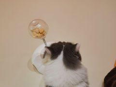 -三花喵·撸猫购宠·宠物生活馆(虹桥南丰城店)
