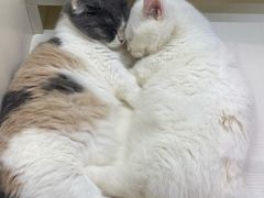 -70cat德文卷毛猫·缅因猫纯种猫舍