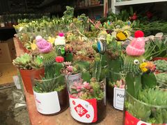 -桂林市花鸟市场