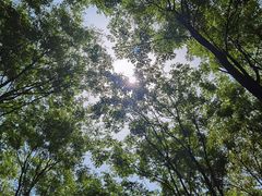 -宜兴龙背山森林公园