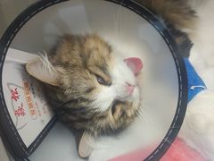 -博特宠物医院24h犬猫全科.骨科·异宠