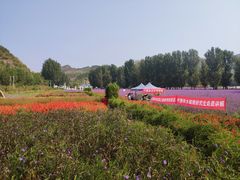 -紫海香堤香草艺术庄园