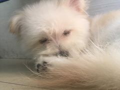 -创凡宠物医院·骨专科  猫科中心(西乡分院)
