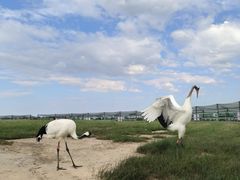 -盐城丹顶鹤湿地生态旅游区