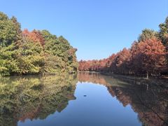 -上海海湾国家森林公园