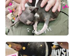 -藦茜花园宠物主题亲子互动体验馆(国顺东路店)