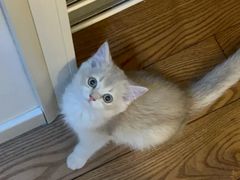 -欣宠猫屋·矮脚拿破仑·蓝金金渐层