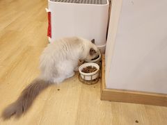 -猫咪派对(江南西店)