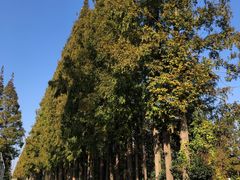 -前小桔亲子创意农场·草莓采摘·露营烧烤