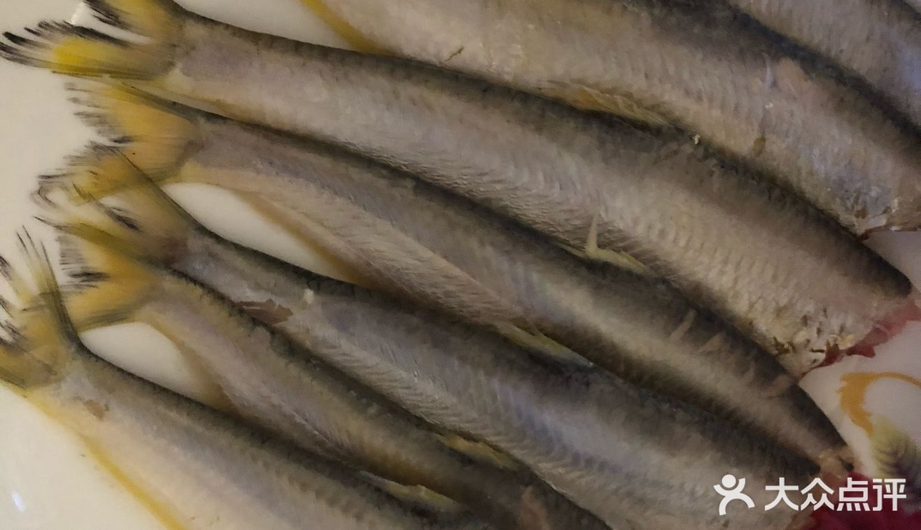限定季～海刀鱼🐟