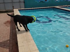-趣玩宠物乐园寄养训犬训狗游泳池