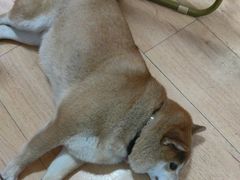 -是阿柴呀！柴犬咖啡·爱喵喵猫咖