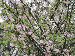 -铁山坪森林公园