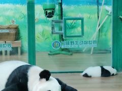 -广州长隆野生动物世界