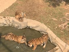 -深圳野生动物园