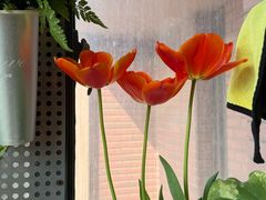 -龙大花卉苗木市场