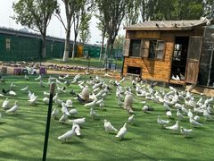 -长白岛森林公园