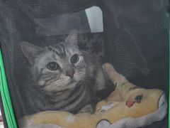 -纳吉亚猫专科动物诊疗中心(蒋宅口分院)