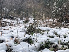 -香山公园