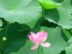 -荷塘月色湿地公园·向阳花洲