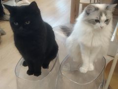 -有喵·猫咖·狗咖·30几只猫10只小狗(岗厦店)