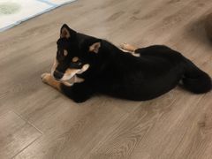 -浣熊柯尔鸭土拨鼠·电玩咖