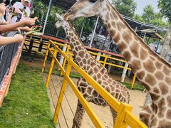 -西霞口神雕山野生动物世界