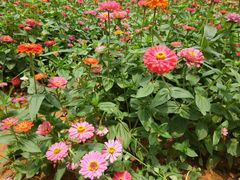 景点-松山湖梦幻百花洲