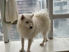 -共舞时光猫咖·狗咖(新街口店)