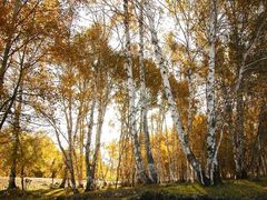 -塞罕坝国家级自然保护区