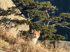 -华山风景名胜区