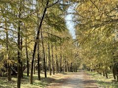 -上海海湾国家森林公园