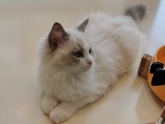 -momokira米努特·德文卷毛猫·棉花面纱犬