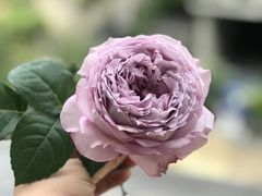 -巴蜀大宅门火锅(川音店)