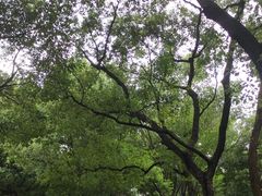 -东湖落雁景区