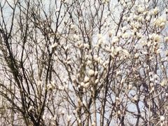 -桃花堤公园
