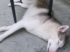 -星多哈·狗咖·拼豆·咖啡