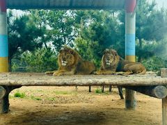 -西霞口神雕山野生动物世界
