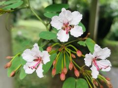 -中国科学院华南植物园