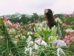 -松山湖梦幻百花洲