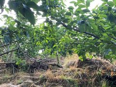 -樱桃山旅游景区