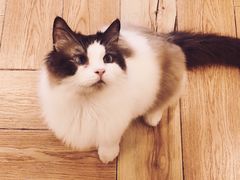 -遇见羊驼·奶狗咖·布偶猫咖·法斗柯基柴犬阿拉斯加(春熙路太古里IFS店)