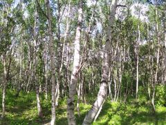 -塞罕坝国家级自然保护区