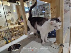 -藏猫猫咖啡主题馆(中央大道店)