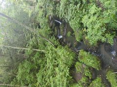 -五营红松林海景区