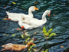 -祁门牯牛降观音堂风景区