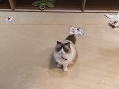 -藏猫猫咖啡主题馆(中央大道店)