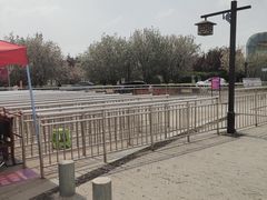 -曹州牡丹园
