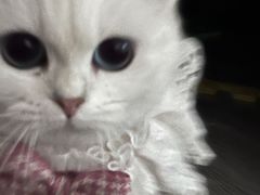 -唐小姐の猫狗洗护·购宠旗舰店(周浦万达店)