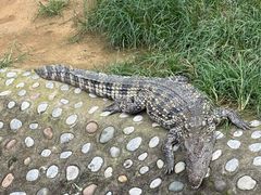 -石家庄市动物园